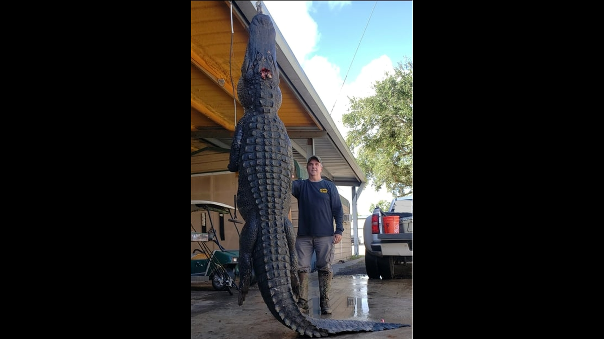 Borries spotted the alligator from about 500 yards away and killed it as it moved closer. 