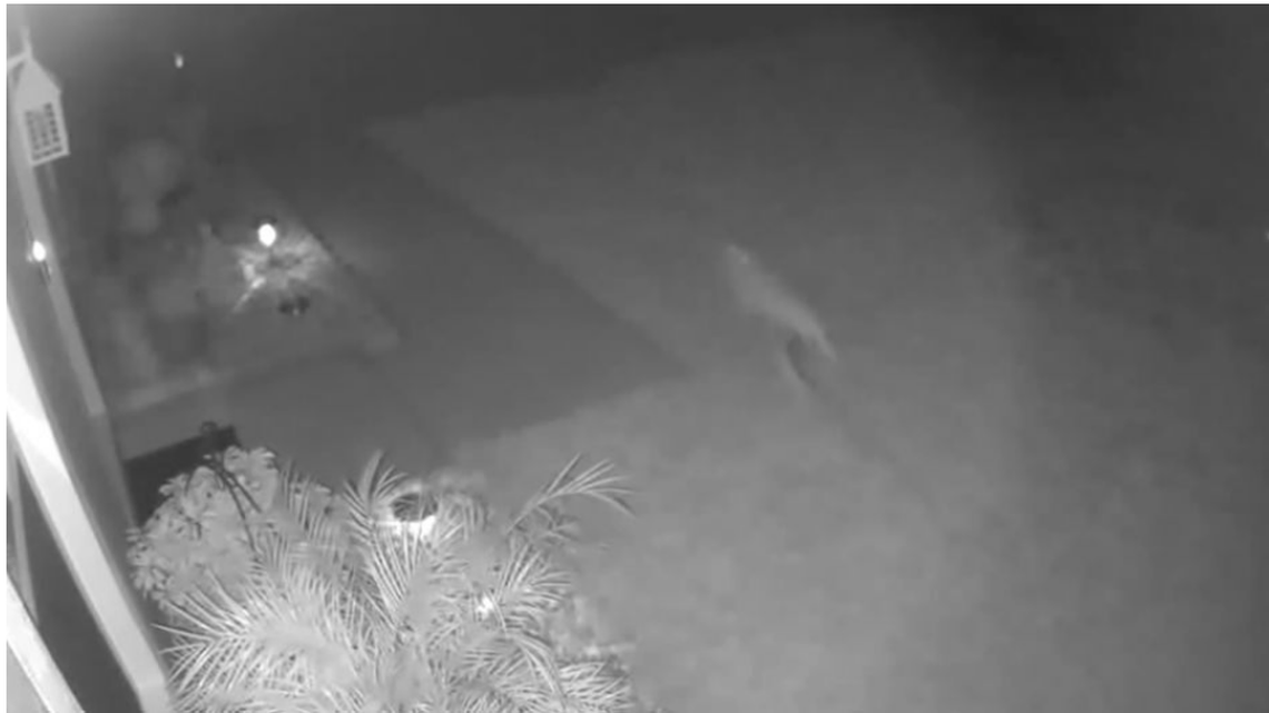 Cristina Ryan, of Palm Coast, Florida, said the image from her home security camera shows a baby dinosaur running through her yard.