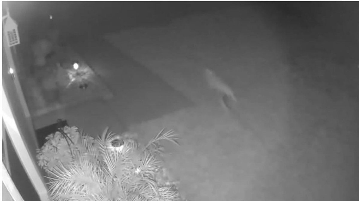 Cristina Ryan, of Palm Coast, Florida, said the image from her home security camera shows a baby dinosaur running through her yard.