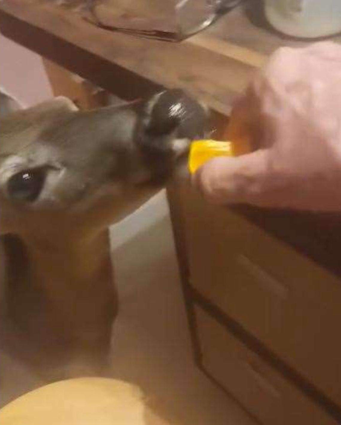 A photograph posted on a Florida Keys man’s Facebook page on Jan. 3, 2024, shows him feeding a Key deer inside his Big Pine Key home, according to state fish and wildlife police.