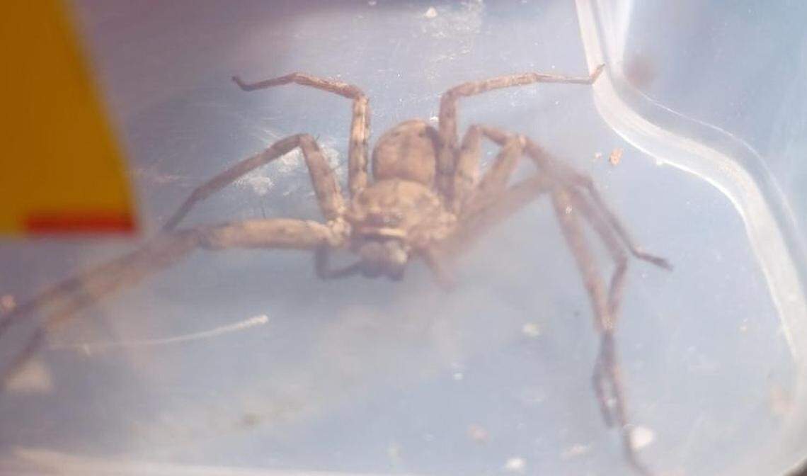 The stowaway spider captured in a plastic container.