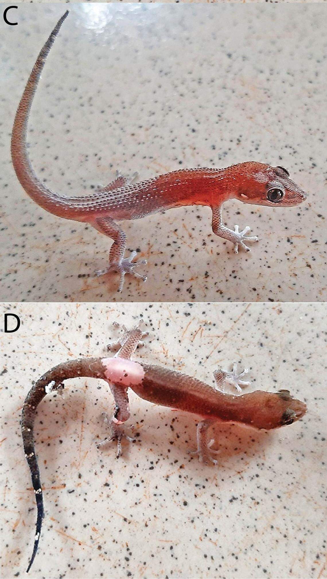 Two juvenile female Dixonius fulbrighti geckos, or Fullbright leaf-toed geckos.