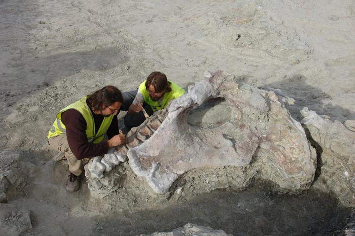 More than 10,000 fossils have been discovered at the Lo Hueco site since 2007.