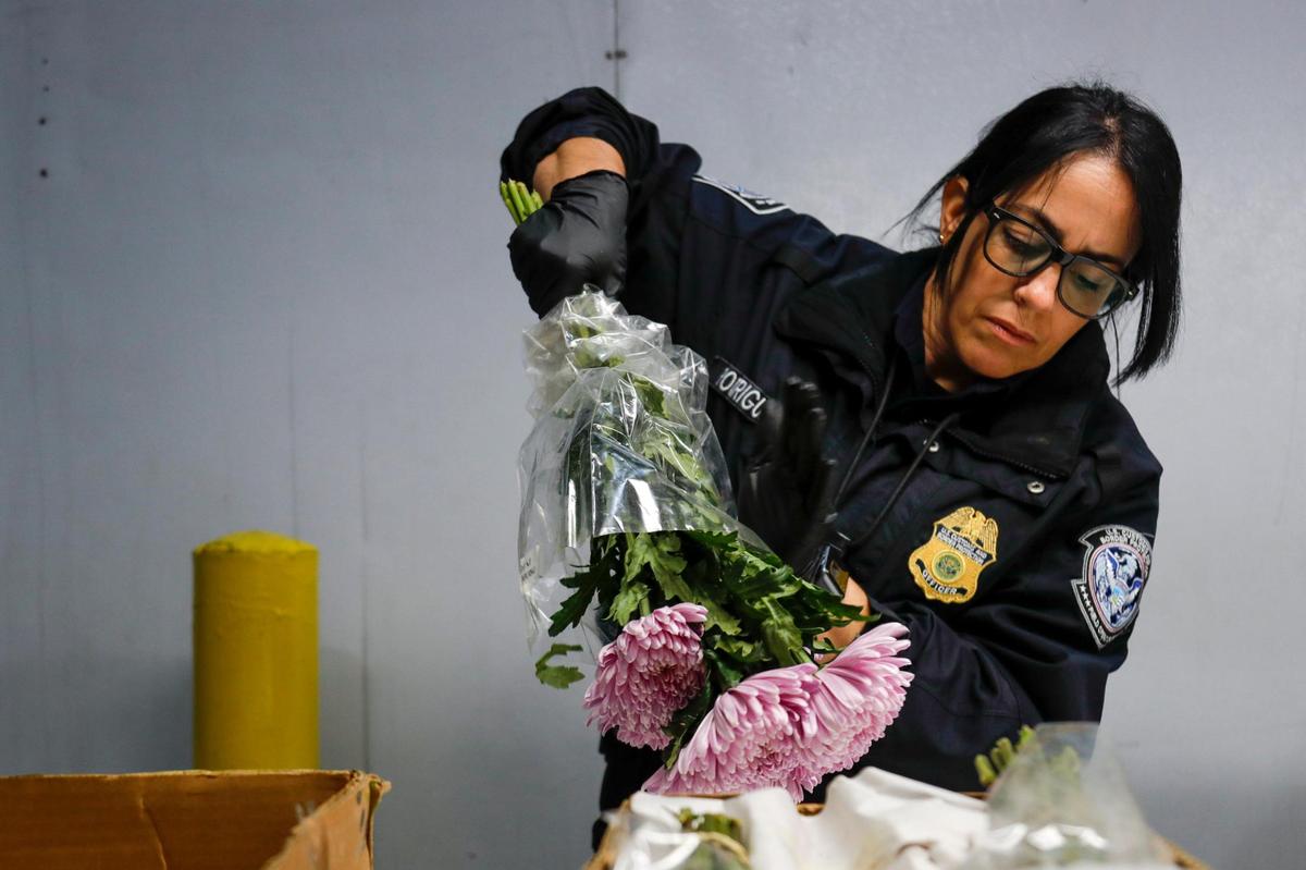 An agriculture specialist from U.S. Customs and Border Protection inspects flowers for harmful pests as they arrive at Miami International Airport on Monday, Feb. 6, 2023.