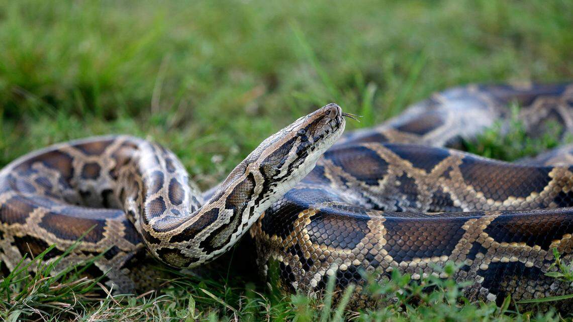 A Burmese python sits in the grass at Everglades Holiday Park in Fort Lauderdale, Florida on April 25, 2019. - Along with the venomous lionfish, the Burmese python is perhaps the least welcome invasive species in Florida: lacking any natural predators, it has happily chomped its way through the state's wildlife. Native to Southeast Asia, the Burmese pythons have become a plague in Florida. (Photo by RHONA WISE / AFP) (Photo by RHONA WISE/AFP via Getty Images)