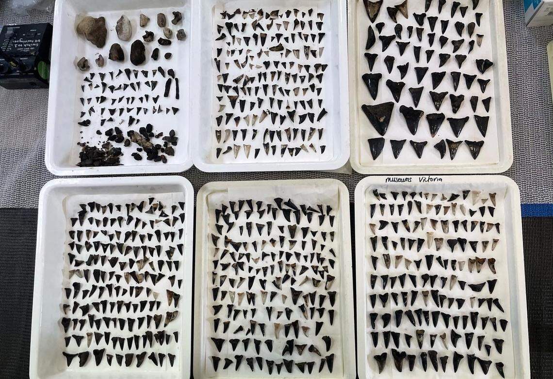 The shark teeth collected from the “shark graveyard” on the seafloor.