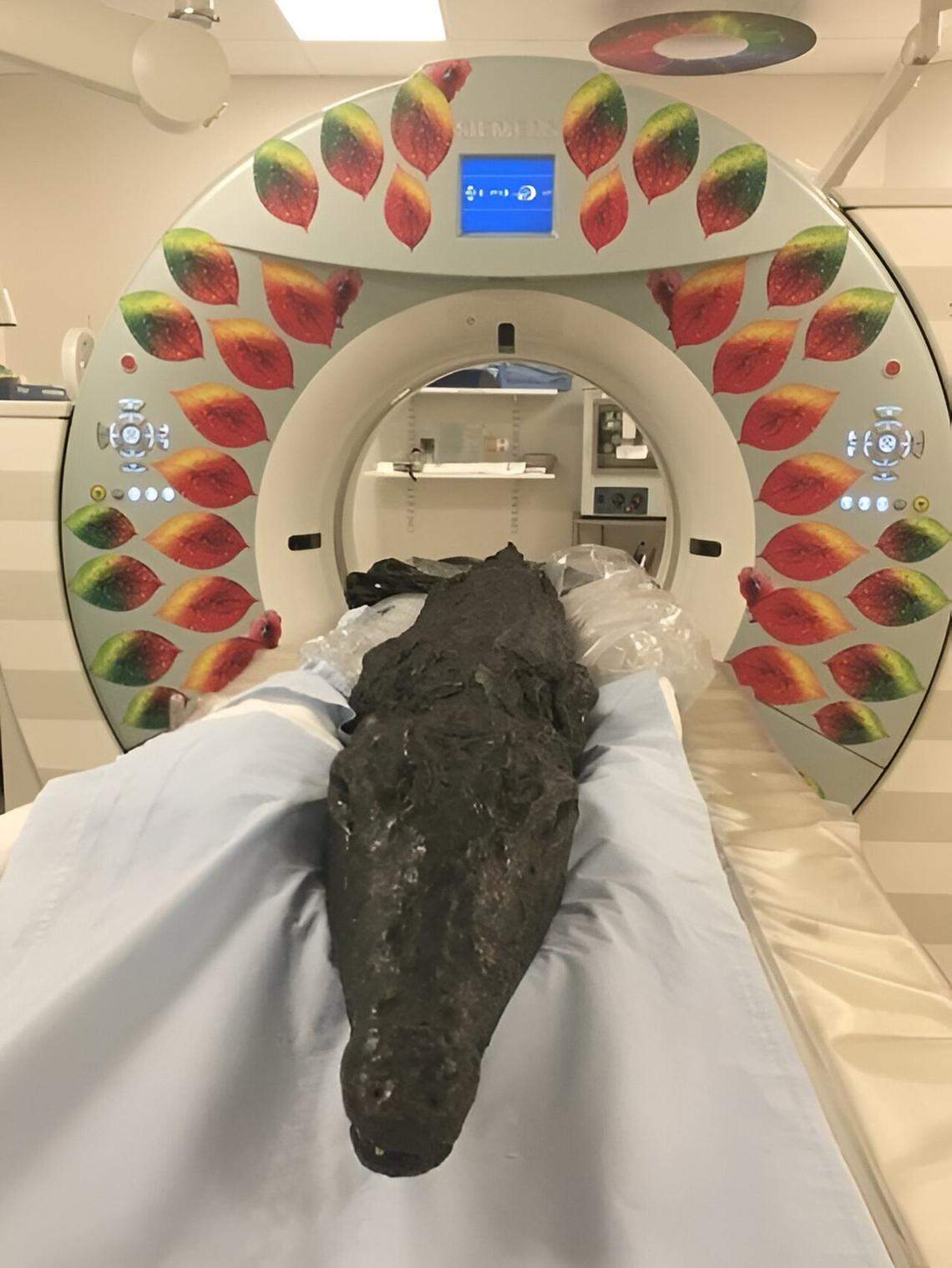 The mummified crocodile, about 7 feet long, was put into a CT scanner to look under the wrapping and skin.