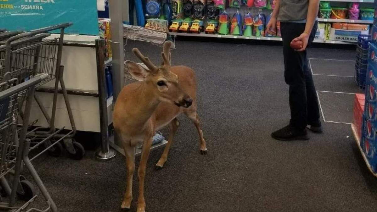 A Key deer recently entered a Walgreens on Big Pine Key. The deer have become tamed and accustomed to approaching people.