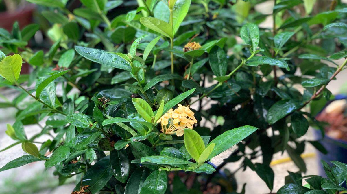 Is that water on our plants Tuesday morning, Aug. 25, 2021, after a brief dry spell? Thunderstorms, some severe, moved through South Florida, with a wind gust clocked at 57 mph on Virginia Key near the Seaquarium, according to the National Weather Service in Miami.