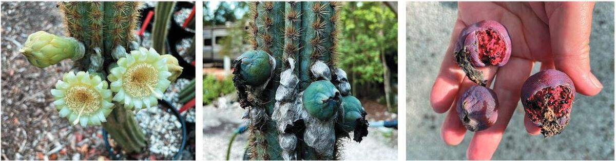 Pilosocereus millspaughii in cultivation at the nursery at John Pennekamp Coral Reef State Park. Left: a plant blooming on 5/26/22. Center: the same plant with green fruit on 6/17/22. Right: Three fruits harvested on 7/6/22.