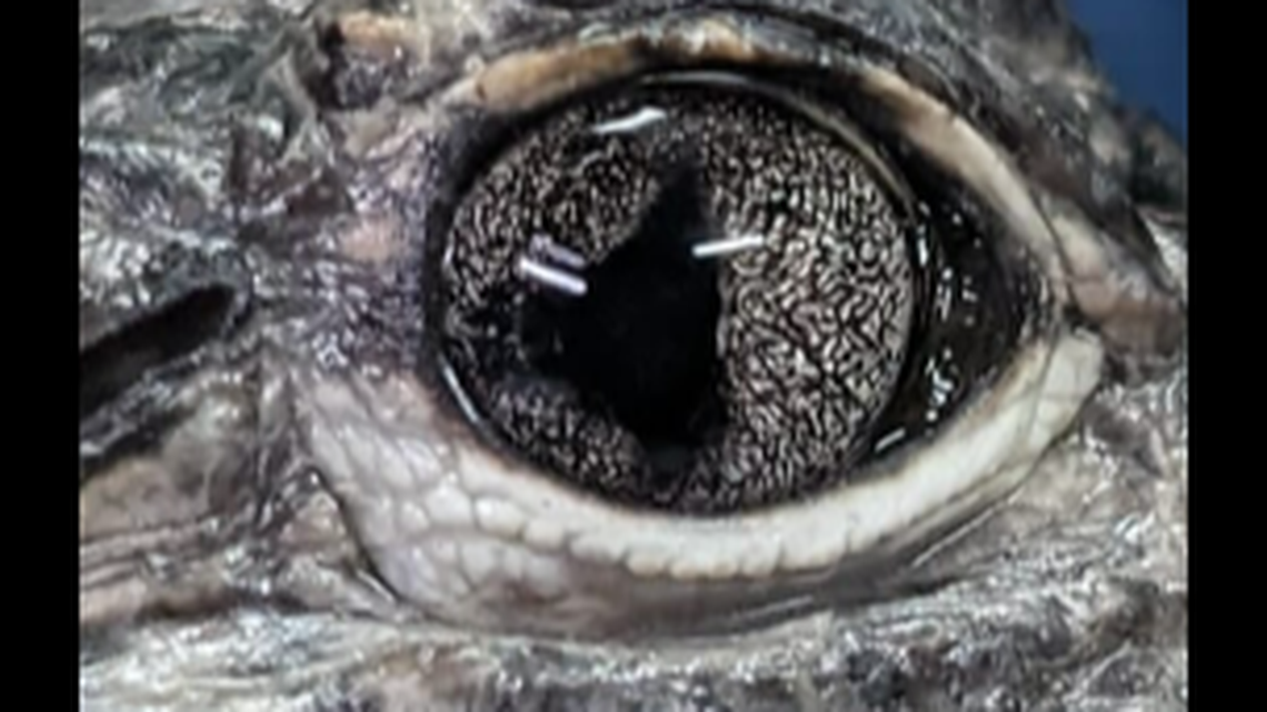 The University of Florida Zoological Medicine team performed entrance exams on some Chinese alligators at St. Augustine Alligator Farm Zoological Park and found they had an abnormality.