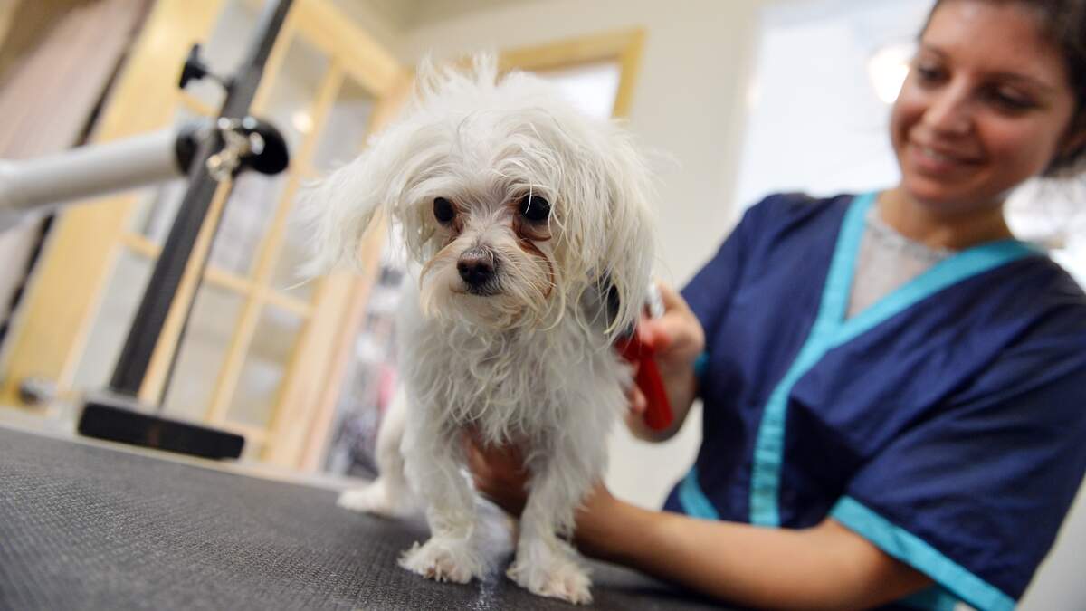 mobile dog grooming service