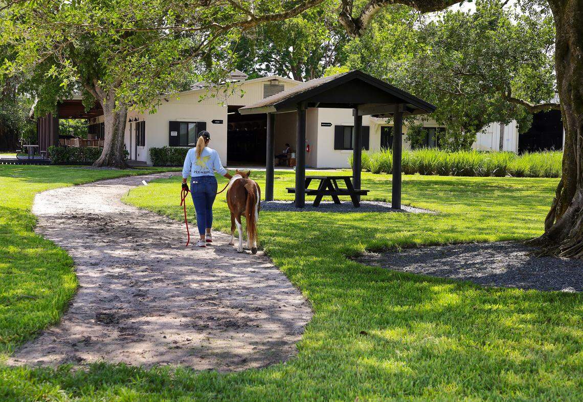 Alexandra Ramos walks Pegasus, a miniature therapy horse, back to the stable after a morning of exercise on Monday, Aug. 25, 2025, at Elysian Stables in Miami.