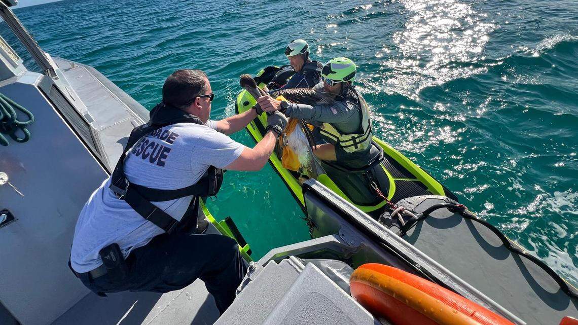 Miami-Dade Fire Rescue and the U.S. Coast Guard saved an entangled pelican near Haulover Inlet; the bird recovered and flew away on its own after the rescue.