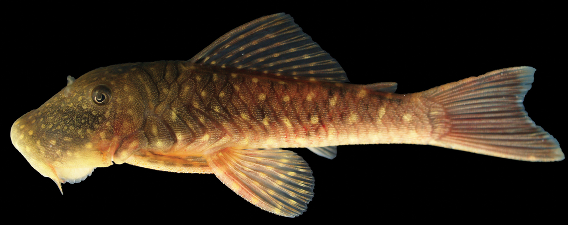 The ornate fish has dots and bands on its body, researchers said.