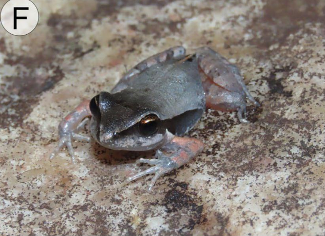 There is variation within the species, including juveniles who have more orange on their legs.