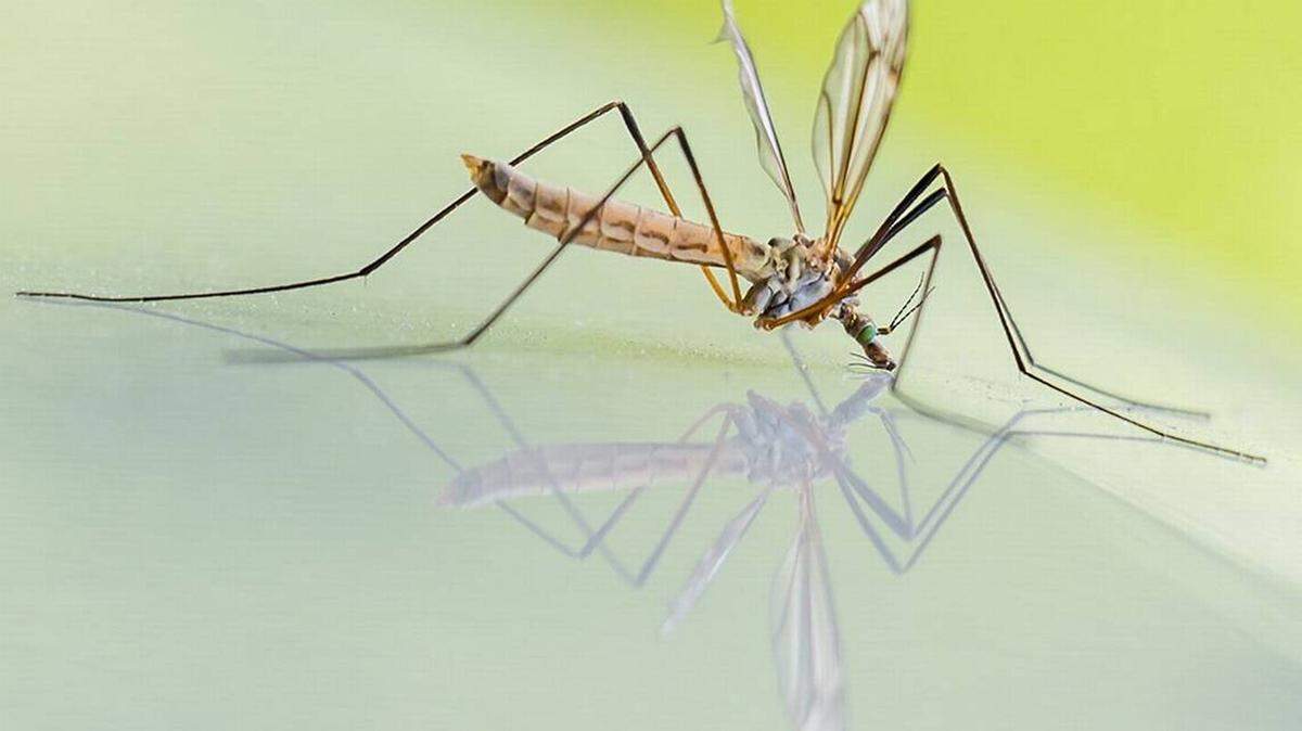 El Departamento de Salud de Miami-Dade confirmó un segundo caso de virus del Nilo de transmisión local en un residente del condado el 27 de mayo de 2020.