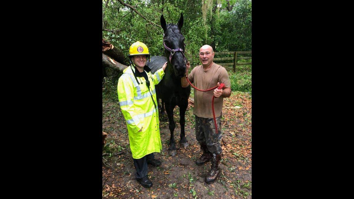Alachua County Fire Rescue crew members stand with a 14-year-old Friesian horse named Sietske they rescued after it was pinned under a fallen oak tree near Gainesville, Florida, on April 19, 2019.