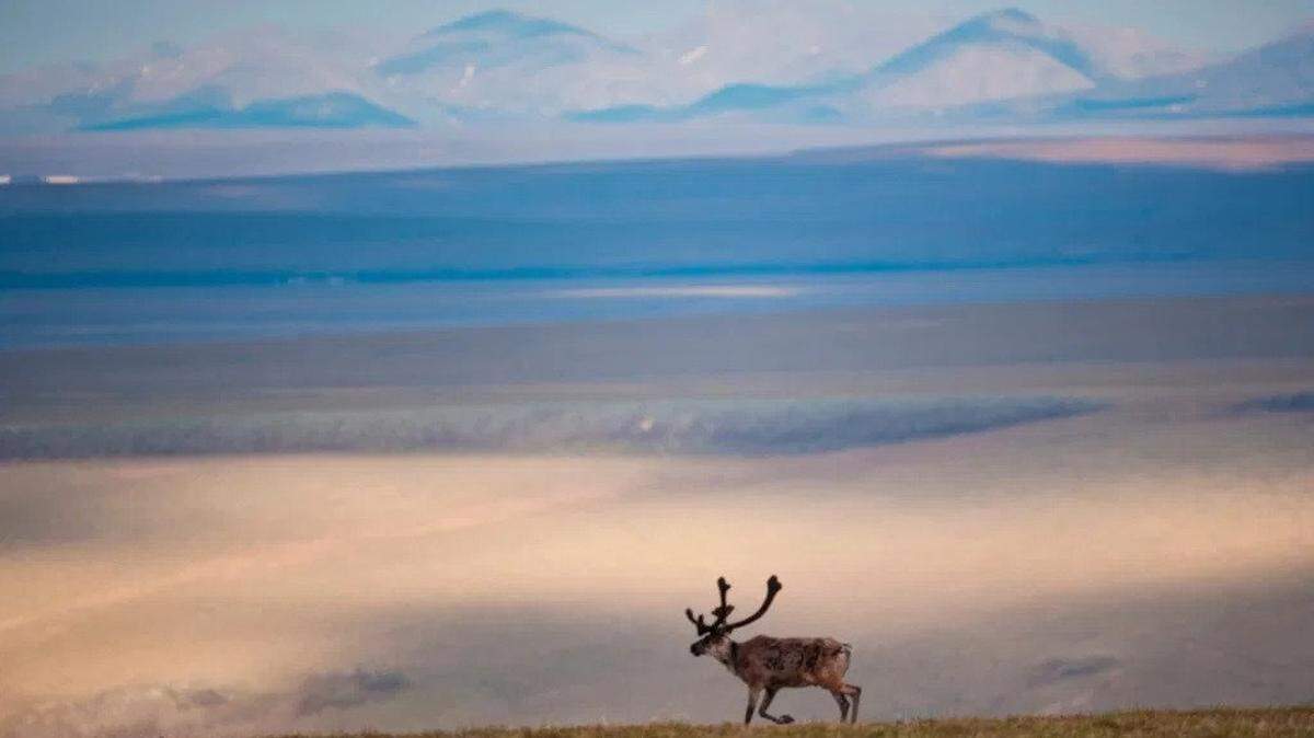 President Biden’s executive order put a temporary moratorium on activities associated with the auction of oil and gas leases in the environmentally fragile Arctic National Wildlife Refuge.