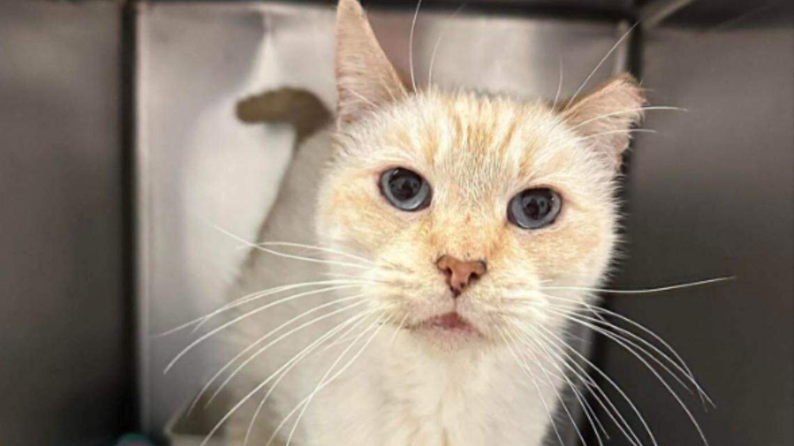 dodger the microchipped cat reunites with family