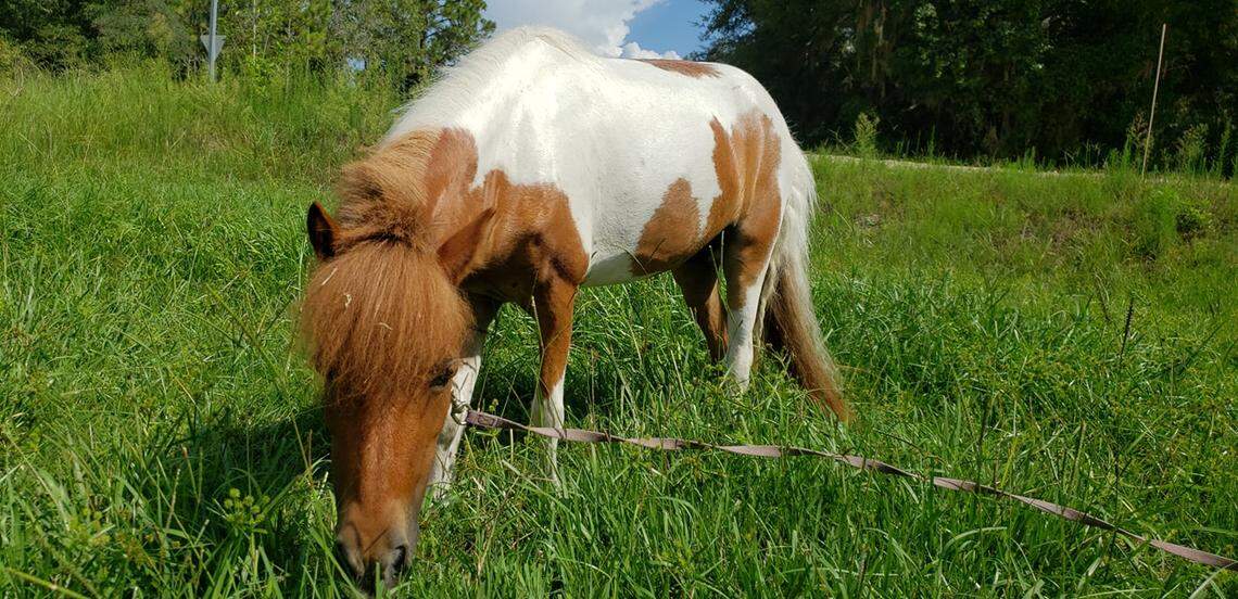 Honey, a service miniature horse, is 31 inches from the top of the shoulder.