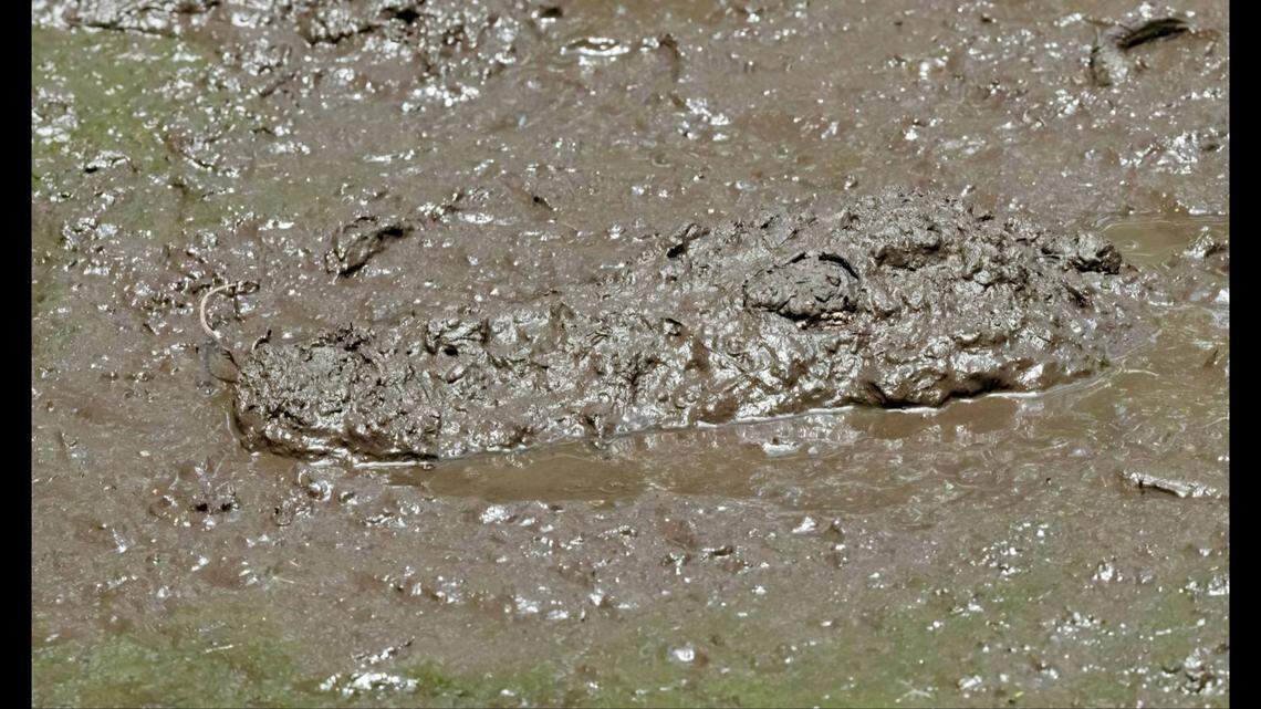 The alligator was estimated at about 8-feet and largely hidden in the mud as hikers passed by about 10 feet away on the Bird Rookery Swamp Trail near Naples.