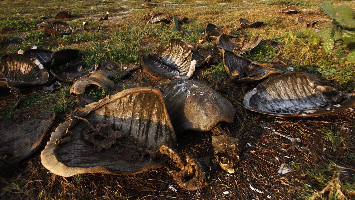 mass turtle grave carcass