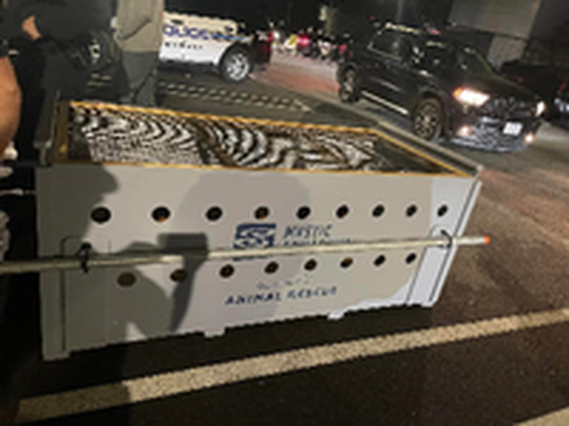 “We were able to get Shoebert into a special wildlife carrier without incident,” police said.