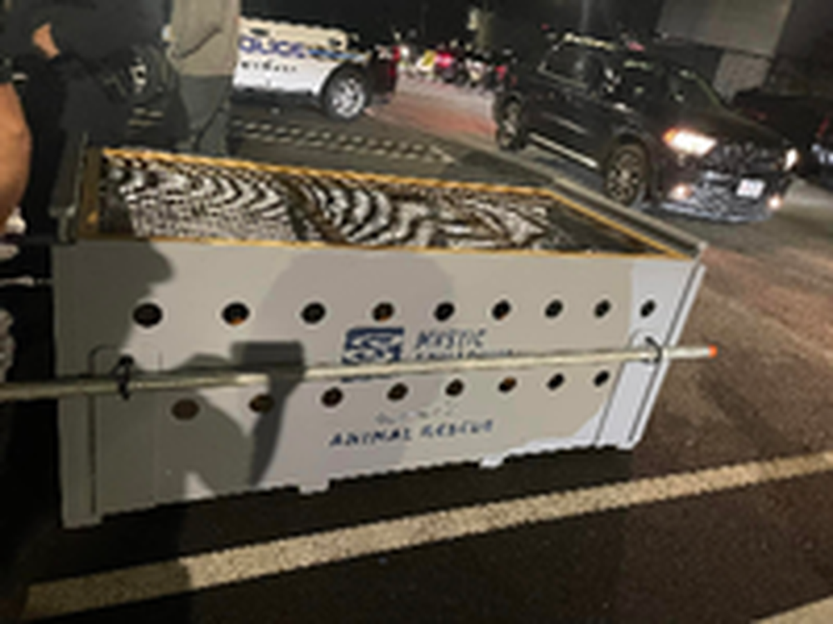 “We were able to get Shoebert into a special wildlife carrier without incident,” police said.