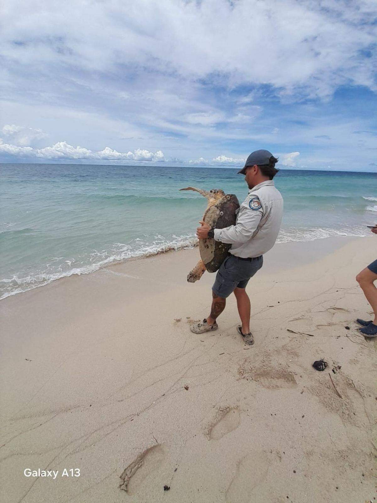 The female turtle was safely freed from the driftwood and carried back to the water, rangers said.