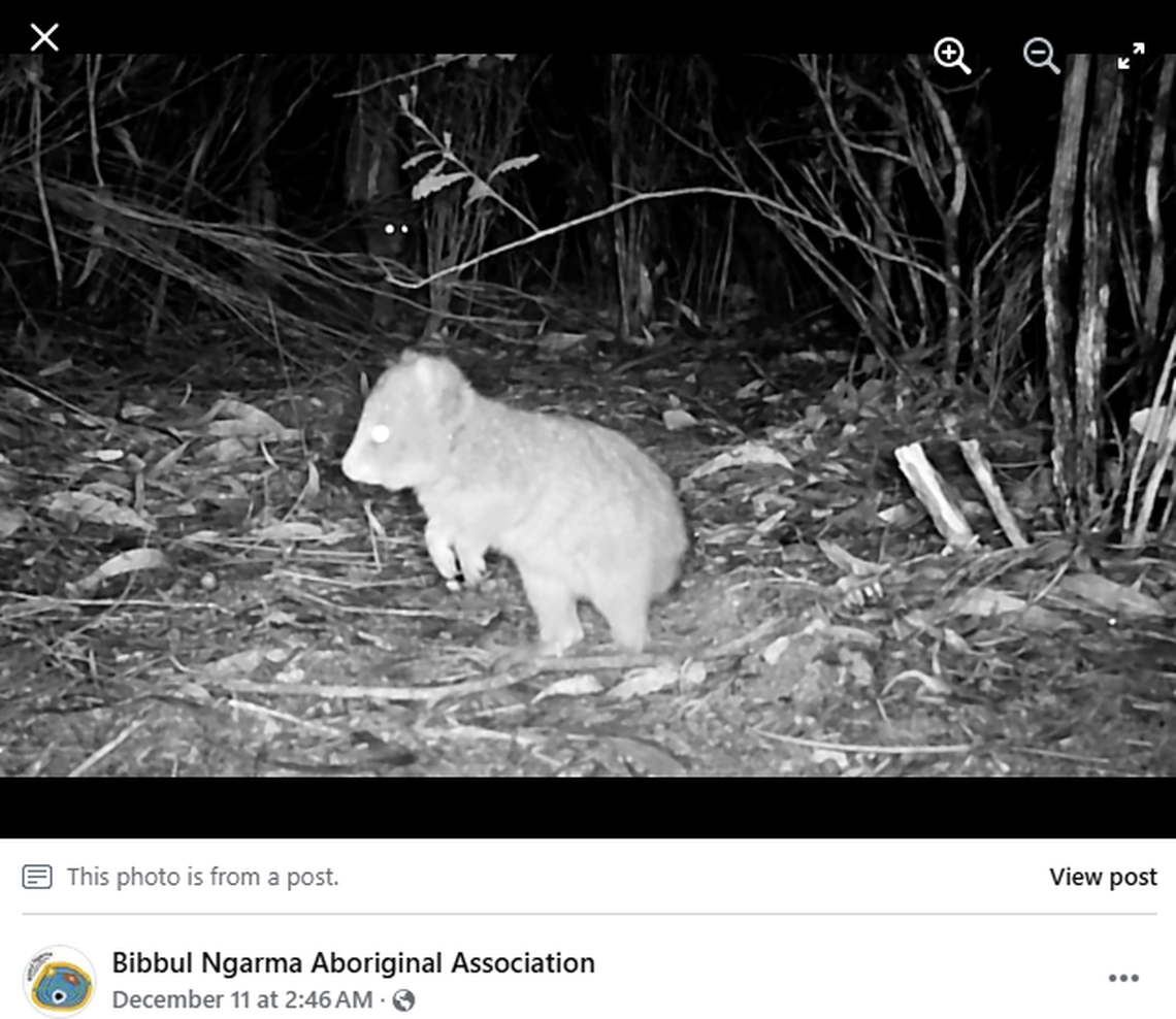 The marsupials are considered vulnerable after their populations were hurt in the 20th century.