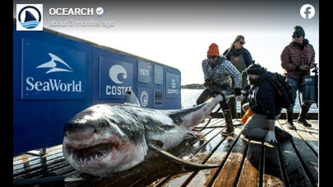 OCEARCH has applied satellite tracking tags to dozens of white sharks in the Northwest Atlantic Ocean and tracks their movements along the East Coast.