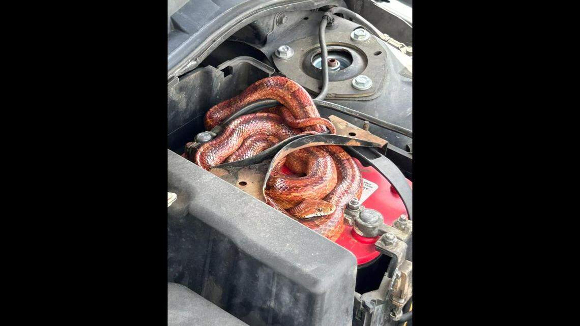 Sgt. James VanPelt of the Lee County Sheriff’s Office arrived to find the something a orange color coiled atop the car’s battery and defiantly staring back at him.