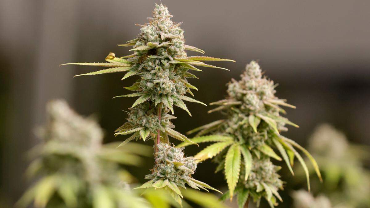 In this Jan. 28, 2019, file photo, marijuana buds are shown, in Akron, Ohio.