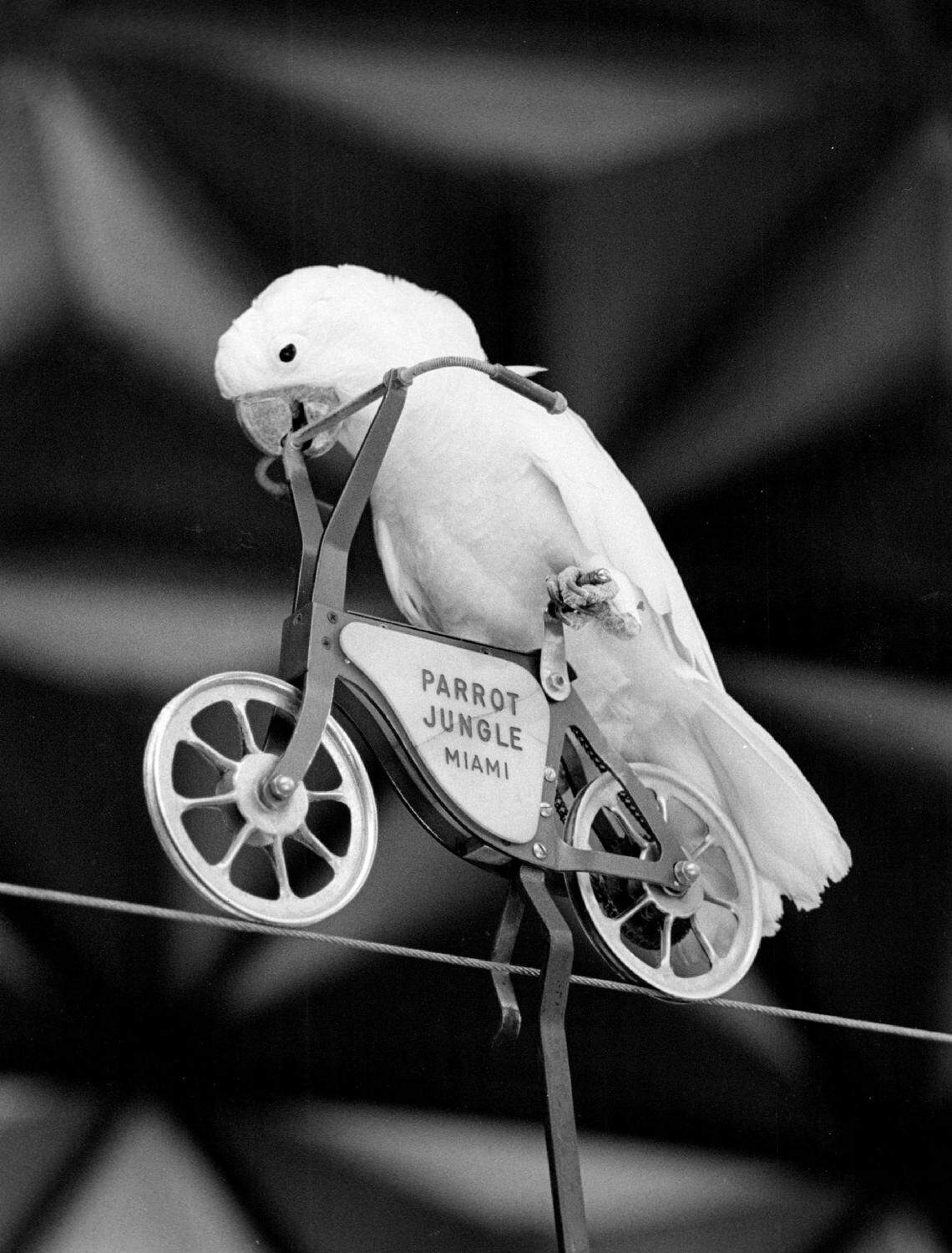 A Parrot Jungle resident takes to the bicycle. parrot Jungle was in Pinecrest. The attraction, now called Jungle Island, is on the MacArthur Causeway and the original site is now a city park.
