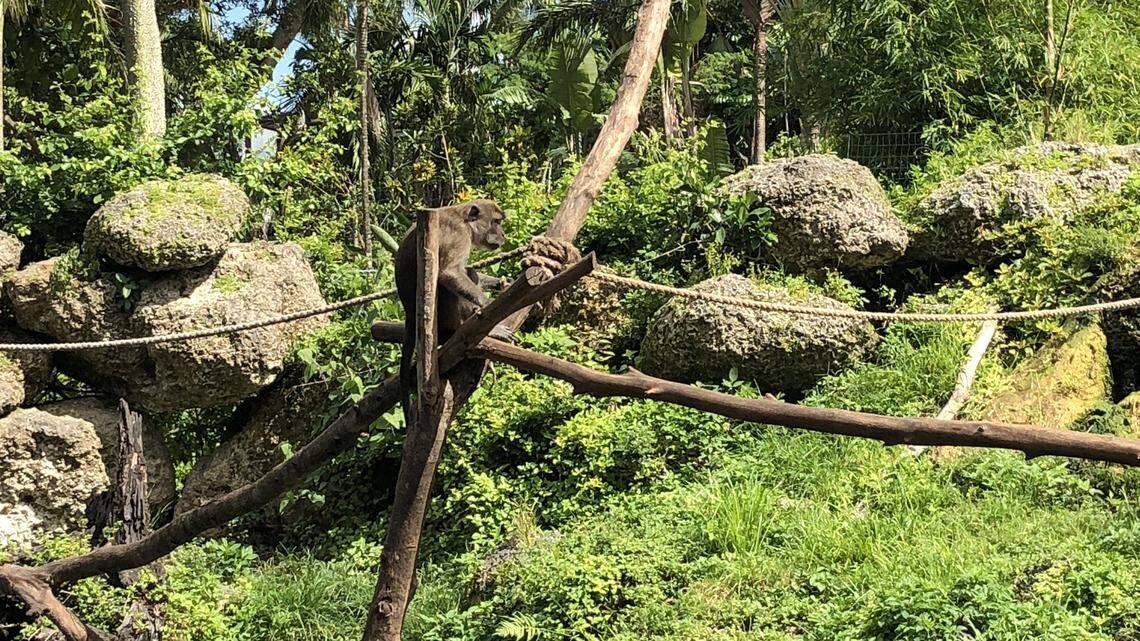 At monkey sits at the Wild Monkey Swimming Pool at Monkey Jungle on Wednesday, July 11, 2018. The park reopened in May.