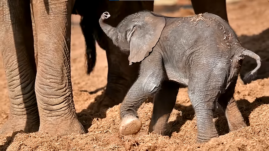 The baby elephant flops its trunk up in the air, video shows.