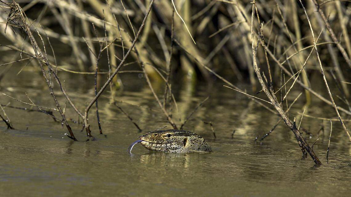 Florida's New Invasive Species Is a 7-Foot Lizard That Eats Everything and Fears Nothing