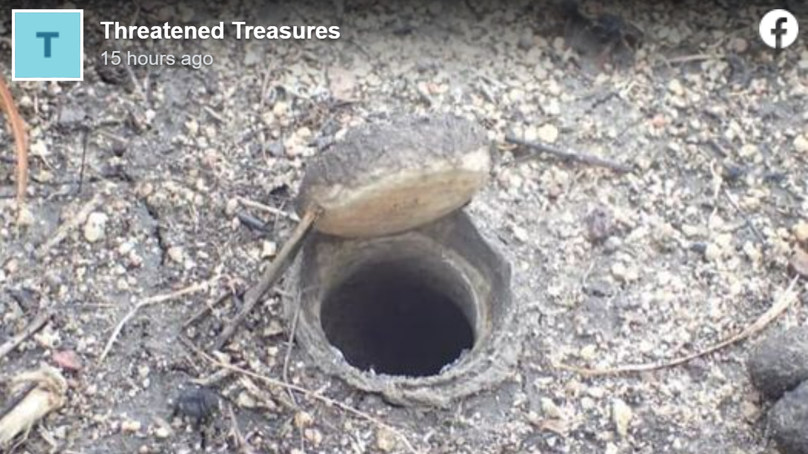 Researchers in Queensland discovered Euoplos dignitas, a “rare and giant” trapdoor spider that lives underground, animal experts said.