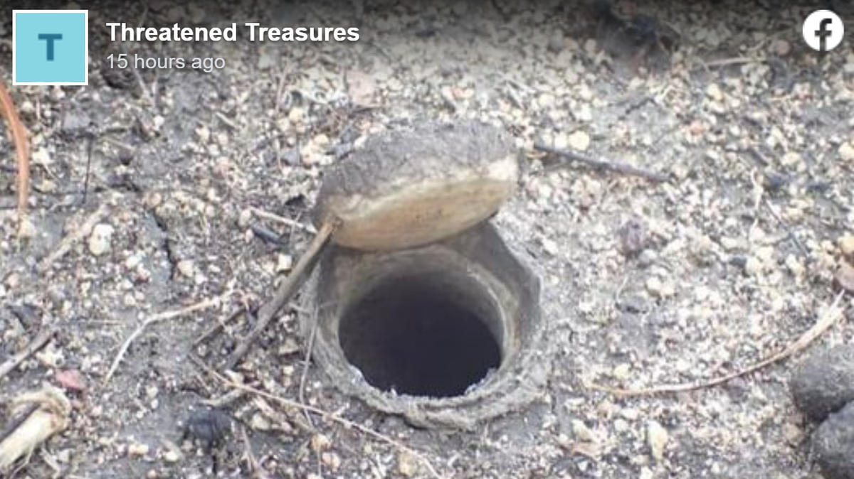 Researchers in Queensland discovered Euoplos dignitas, a “rare and giant” trapdoor spider that lives underground, animal experts said.