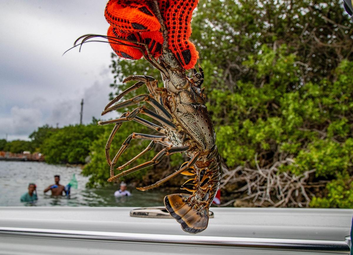 Monroe County Sheriff’s Deputy Alex Morales holds a Florida spiny lobster captured by a group of divers from Miami during the first day of lobster miniseason in the Florida Keys on Wednesday, July 26, 2023.