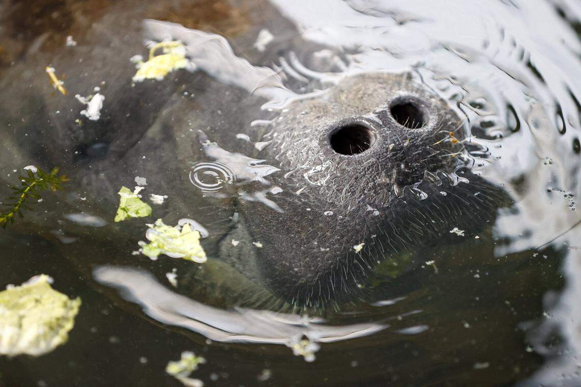 Romeo, a manatee from Miami Seaquarium, pokes his nose out of the water after being transported to ZooTampa on Tuesday, Dec. 5, 2023, in Tampa.