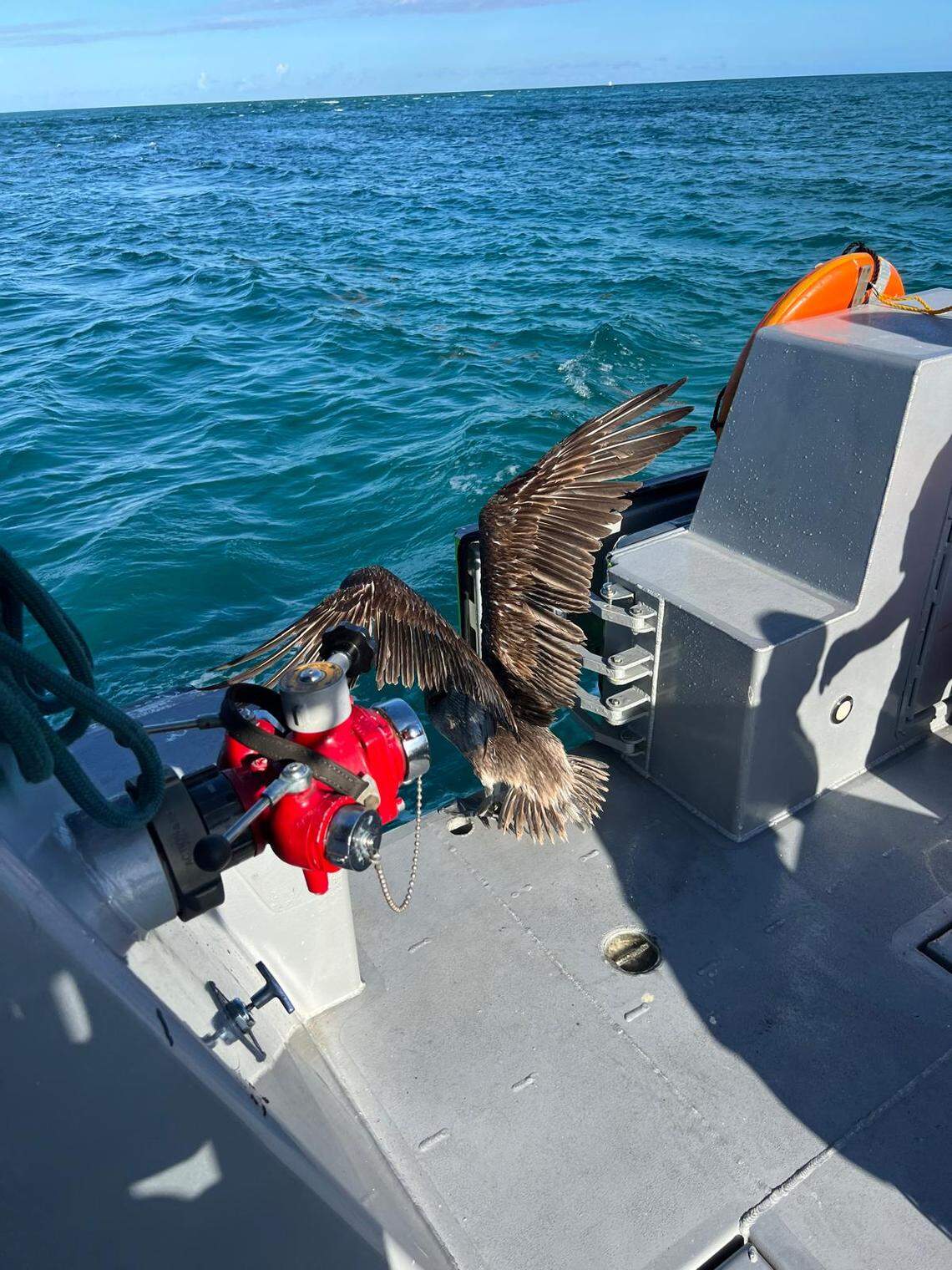 Miami-Dade Fire Rescue and the U.S. Coast Guard saved an entangled pelican near Haulover Inlet on Jan. 6, 2026.