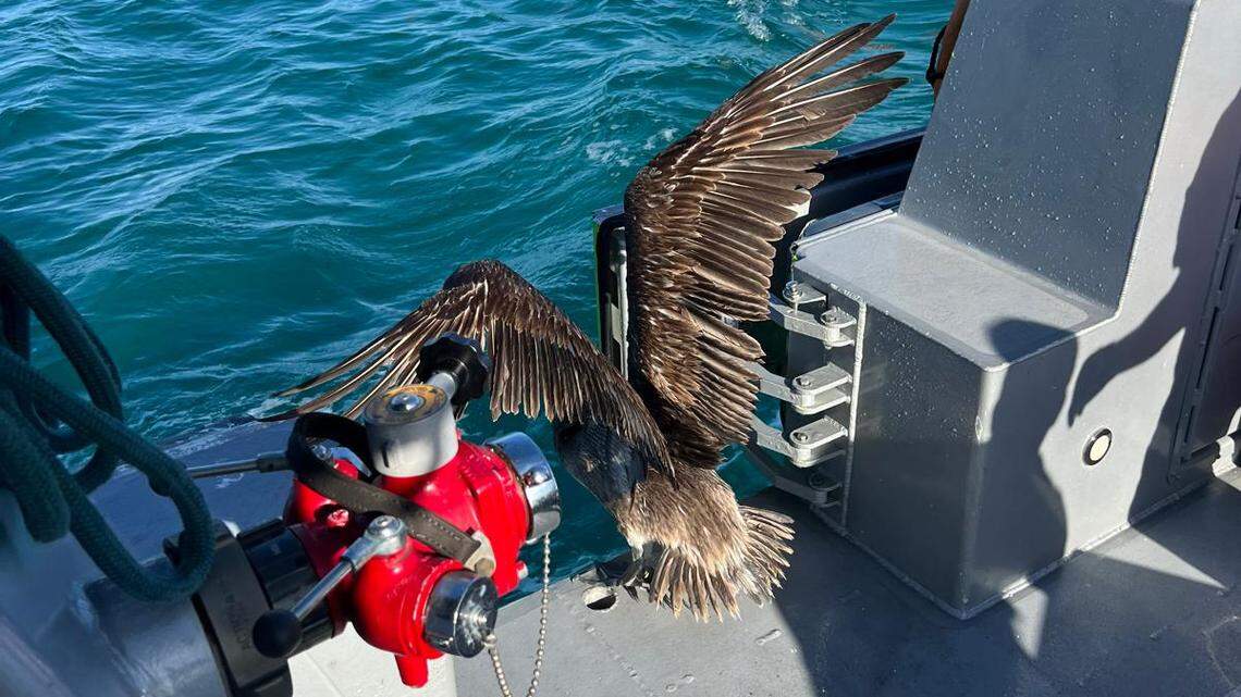 Firefighters reel in entangled pelican in rescue near Haulover. Take a look