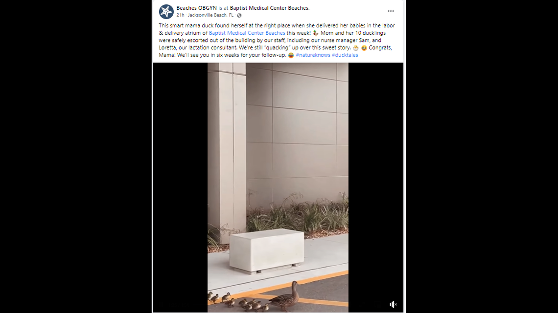 Ducks waddled behind their mom as they left a Florida hospital.