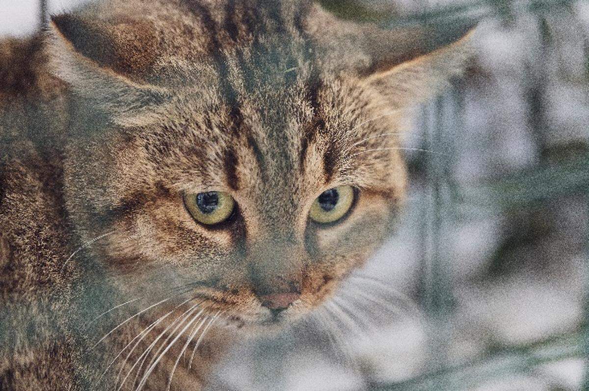 A close-up view of the Corsican cat-fox.