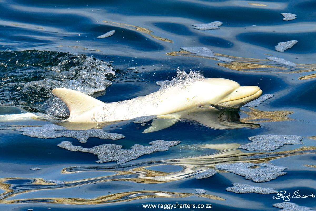 A close-up photo of the white dolphin.