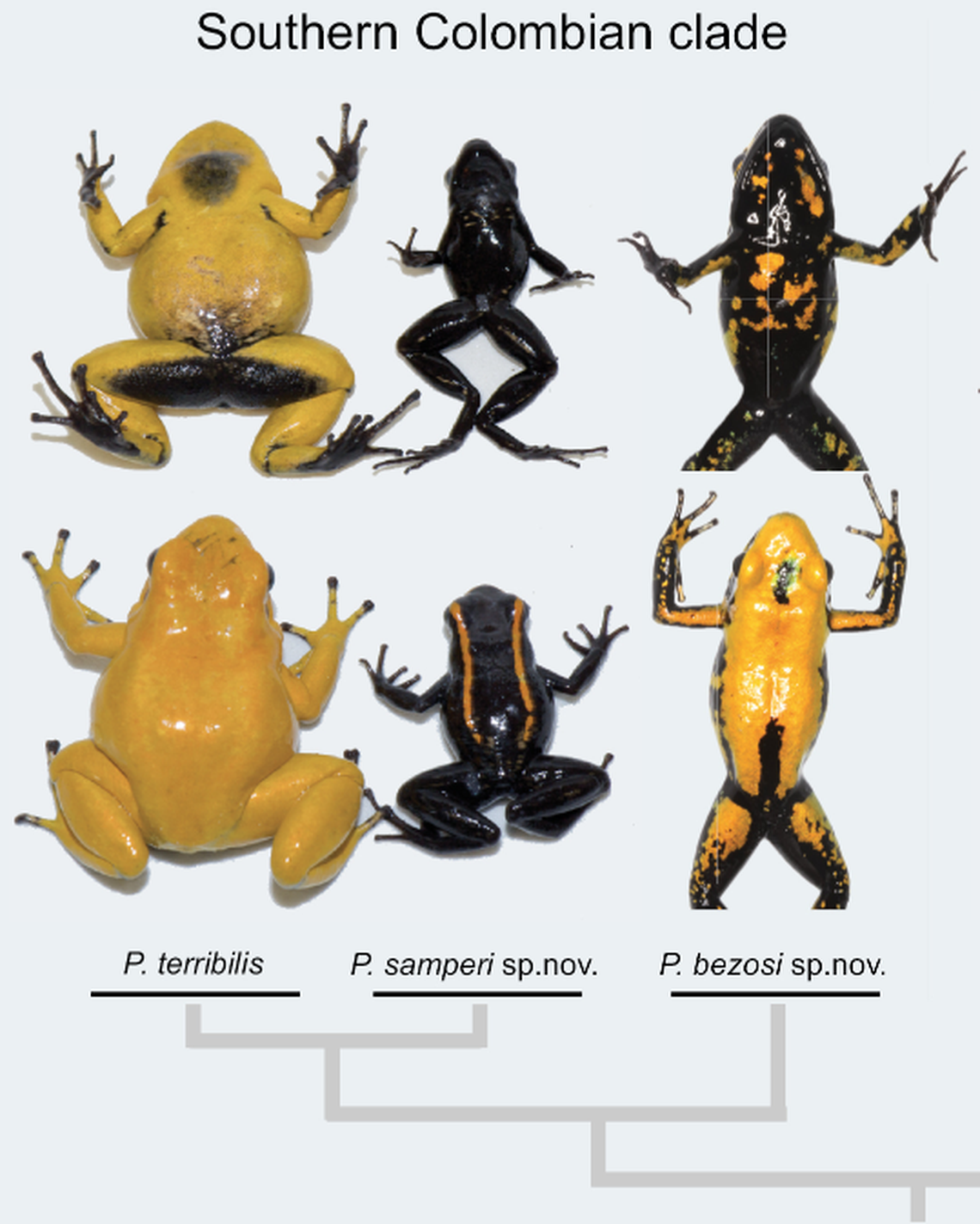 The “terrible leaf walker” now has two “sister” species, researchers said.