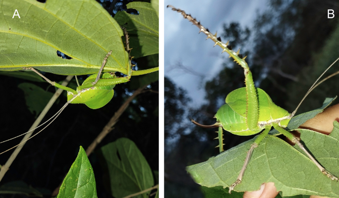 Photos posted on the platform iNaturalist led researchers to the new species.