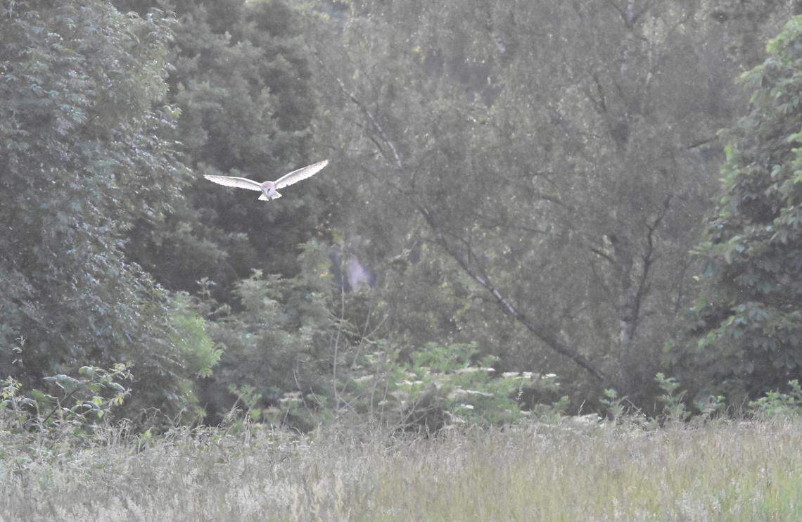 The barn owl flies above a grassy area in Hampstead Heath.